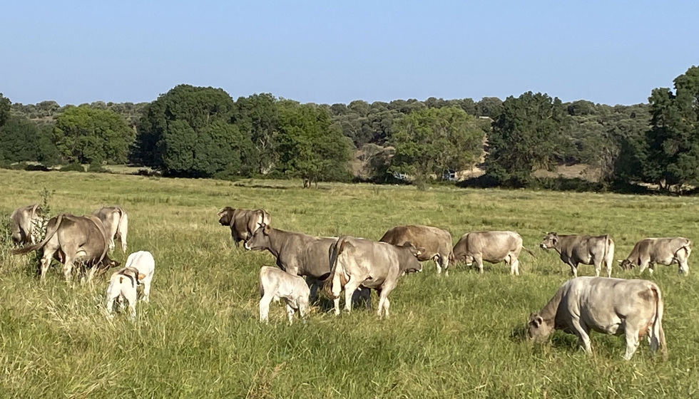 Ejemplares de vacuno de carne en una finca