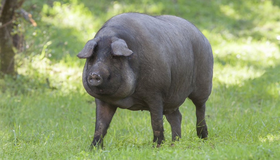 Ejemplar de cerdo Ib�rico
