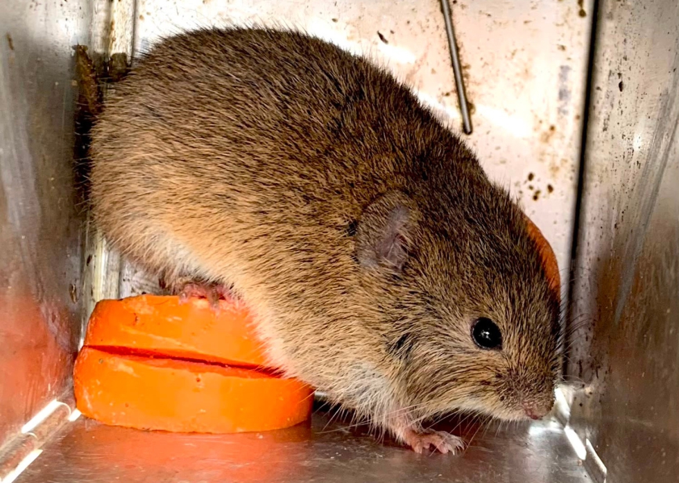 Investigadores de la Universidad de Valladolid y del CSIC han identificado una se�al clim�tica relacionada con el crecimiento de las poblaciones de...