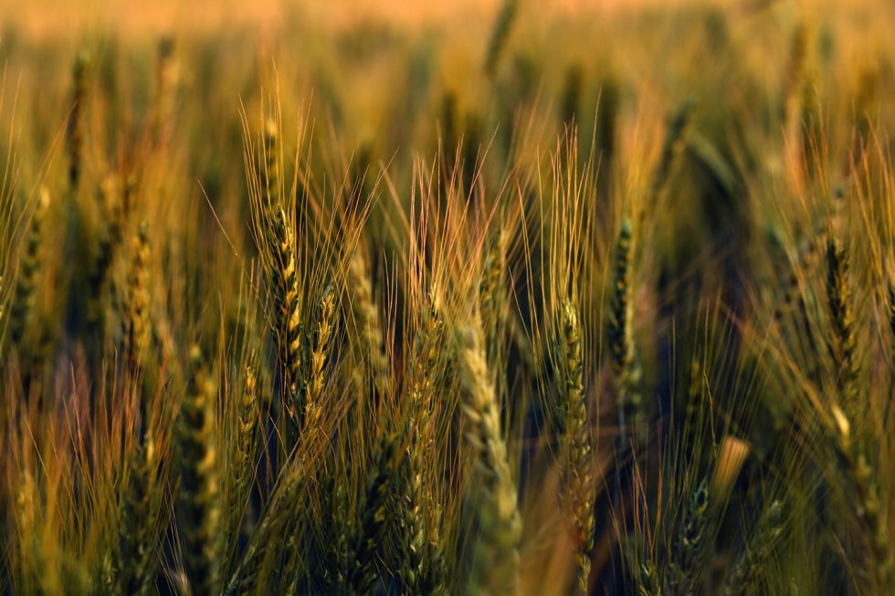 Las trayectorias m�s favorables se asociaron con una mayor contenci�n de los gastos en semillas, fertilizantes, energ�a y maquinaria...