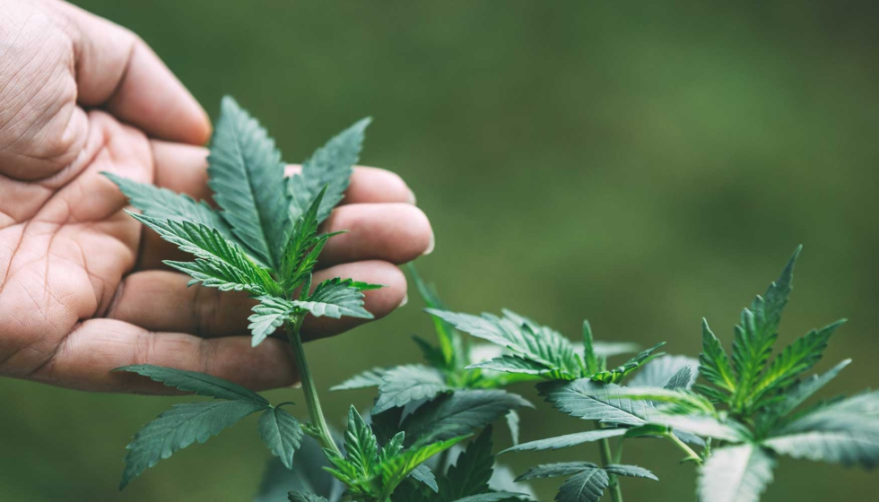 La investigaci�n y el an�lisis cient�fico son claves para mejorar el conocimiento sobre el cannabis y garantizar una mayor informaci�n sobre la...