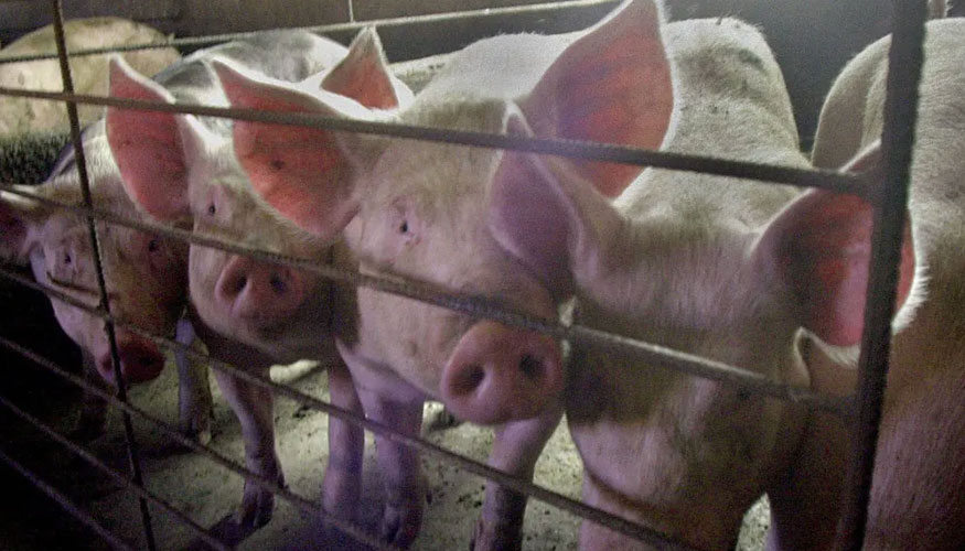 Desarrollo de virus para infectar y atacar bacterias entéricas en ganado porcino