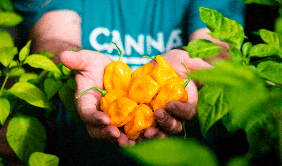 Canna Espa�a Fertilizantes se incorpora a la AECJ con una propuesta especializada en nutrientes y medios de cultivo para plantas de r�pido...