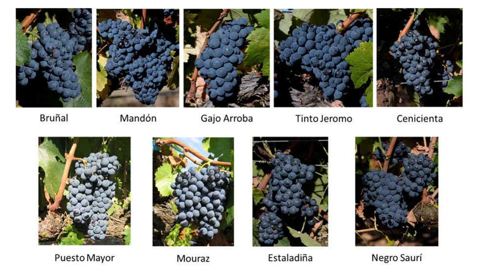 Figura 1. Variedades de uva tinta minoritarias estudiadas