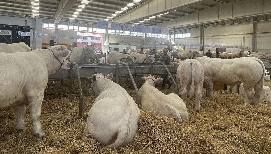 Presencia de la raza Charolesa en el recinto ferial salmantino