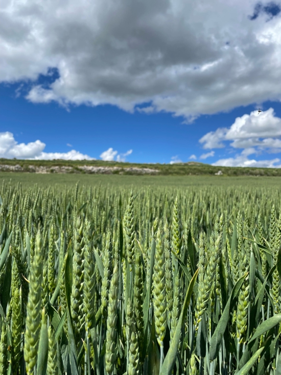 Un mayor consumo de semilla certificada, propicia m�s investigaci�n en nuevas variedades, consiguiendo mejoras en la producci�n y la rentabilidad...