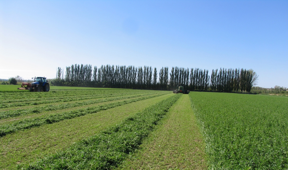AEFA estima un total nacional de 69.793 hect�reas de alfalfa en la campa�a 2026/27
