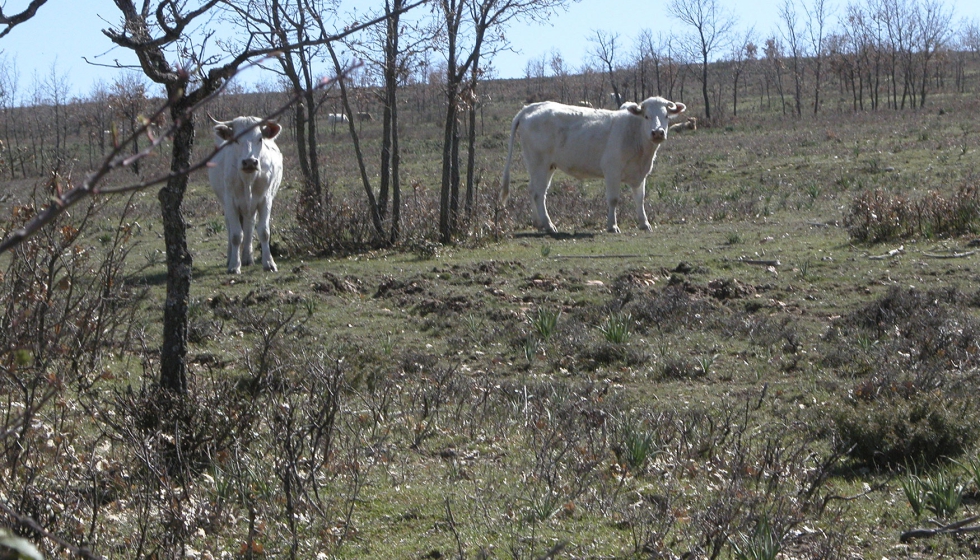 Vacas en extensivo