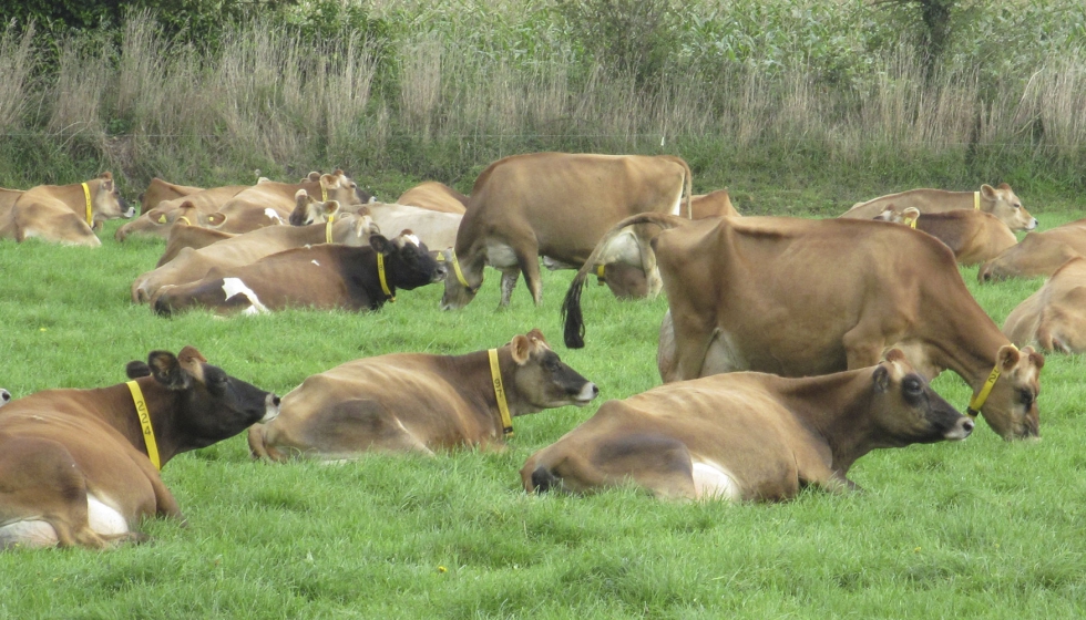 Ejemplares de raza Jersey
