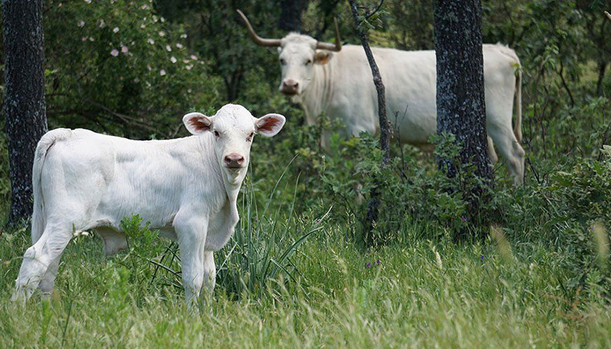Ejemplares de la raza bovina Blanca Cacere�a