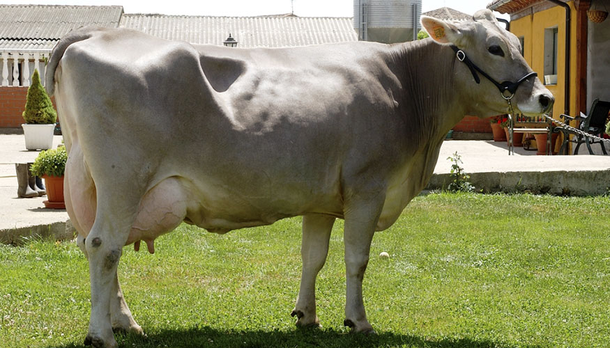 Ejemplar de la raza bovina Parda