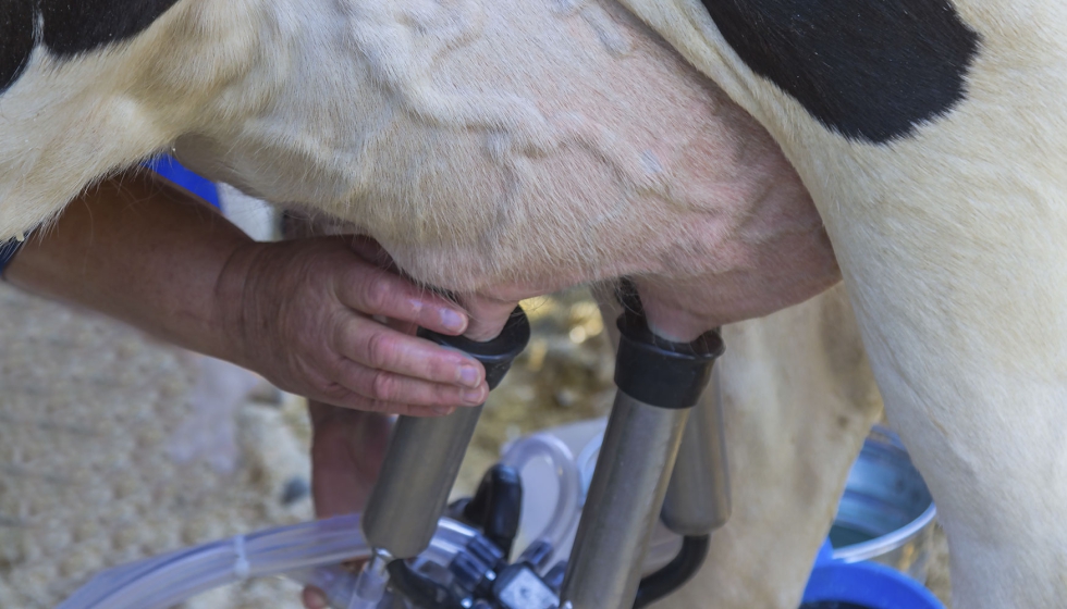Ubre de una vaca lechera