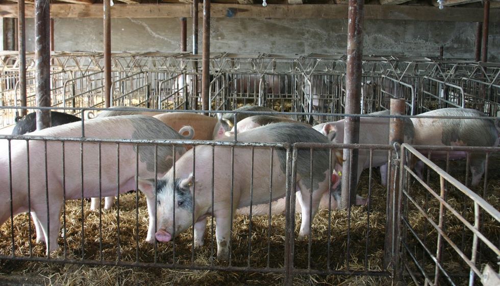 Granja porcina