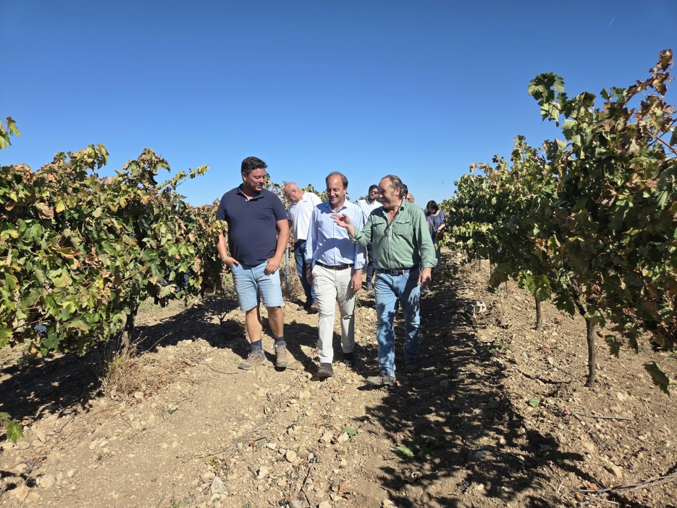 El estudio contempla tres escenarios productivos con el fin de reflejar la diversidad existente en las explotaciones de la D.O.P. Ribera del Duero...