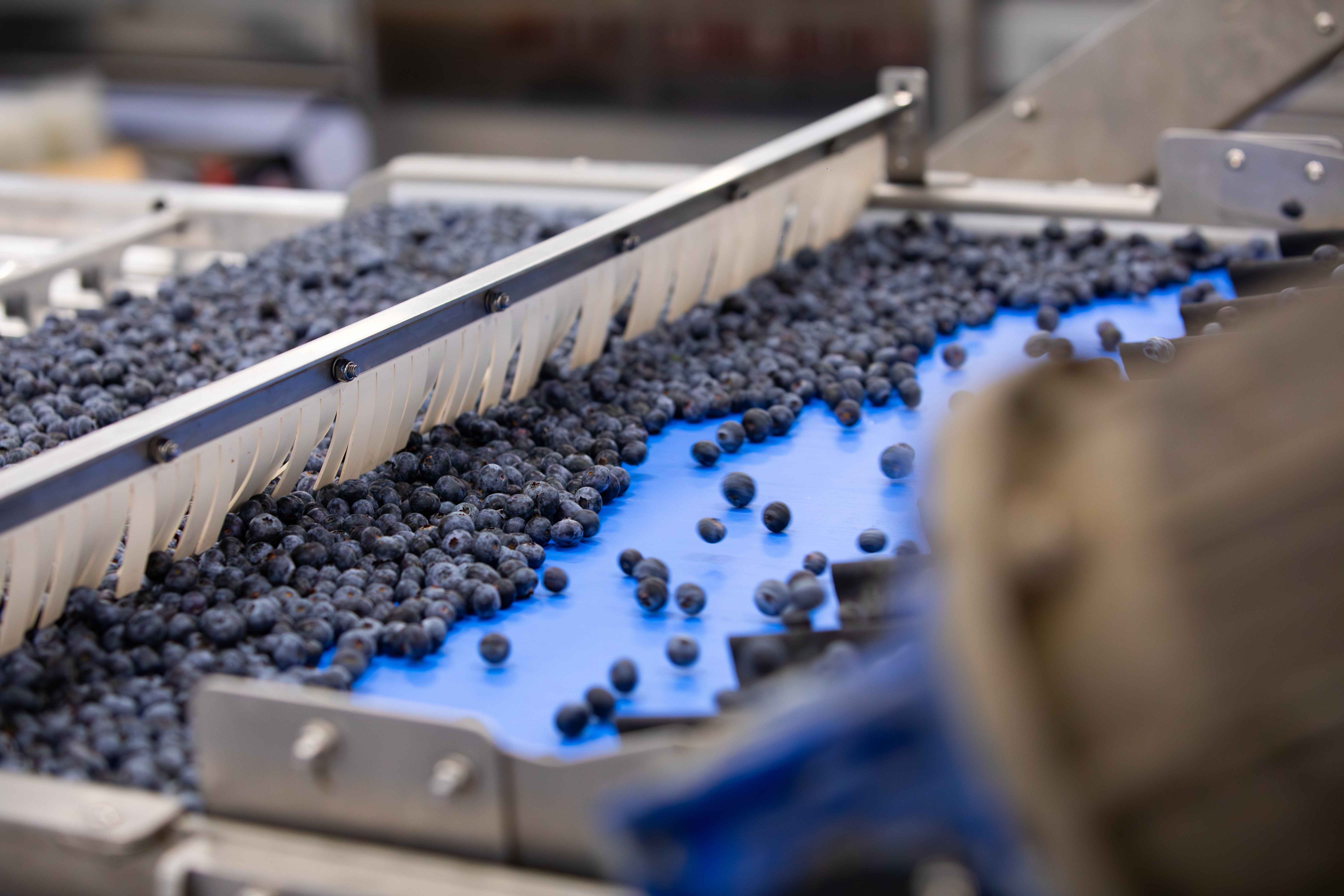 Imagen de la 5S Blueberry, la nueva clasificadora �ptica para ar�ndanos de TOMRA Food