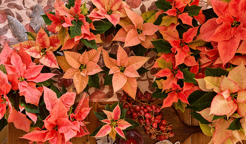 Las poinsettias en tonos albaricoque, rosa, salm�n, crema y blanco permiten incorporar la flor de Pascua a la decoraci�n del hogar desde el oto�o...