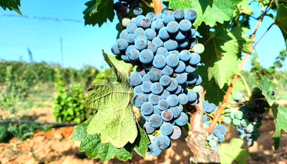 Myrtia, una variedad obtenida en el programa de mejora gen�tica del IMIDA a partir del cruce entre Monastrell y Syrah
