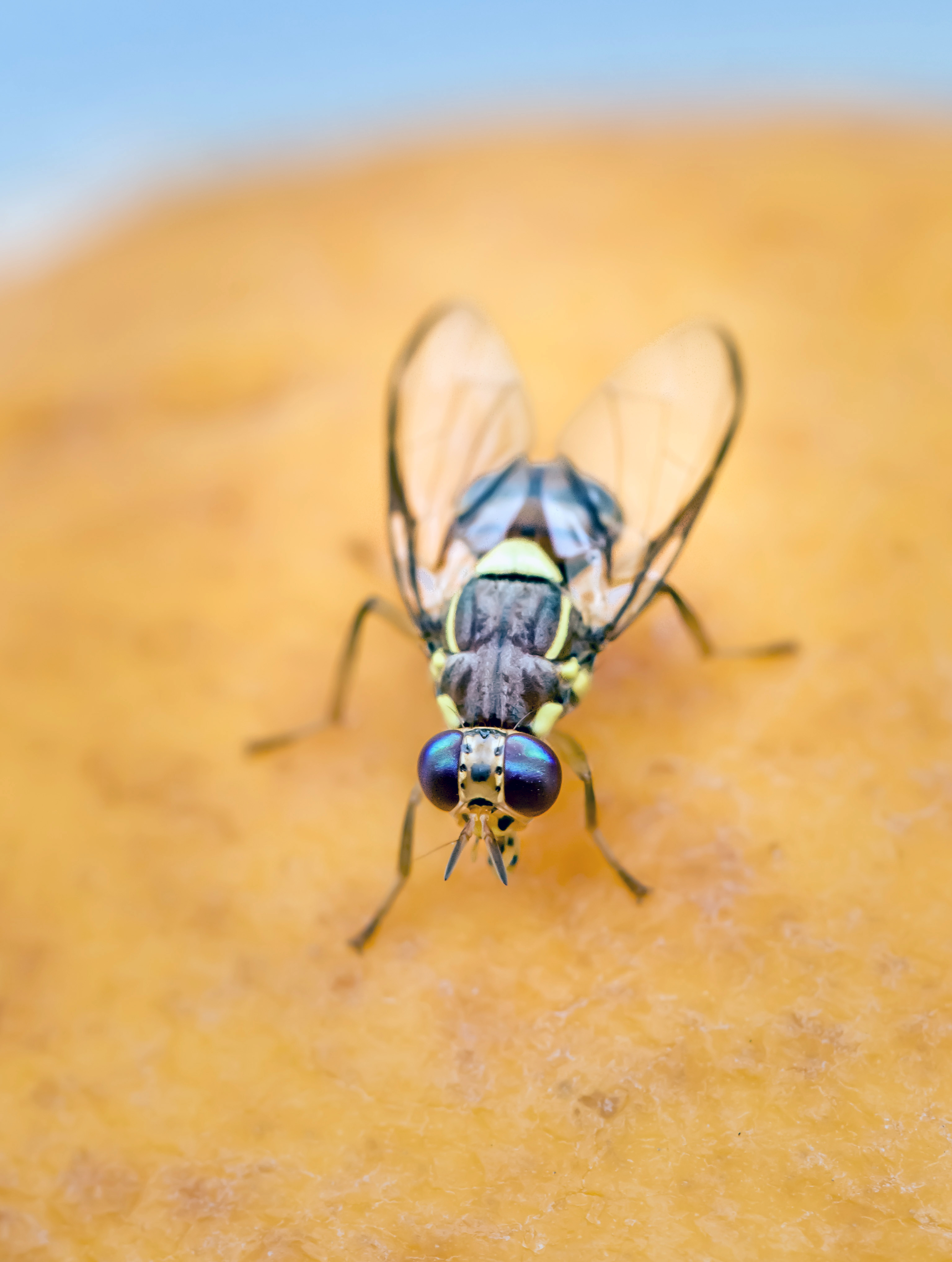 Imagen de Bactrocera dorsalis