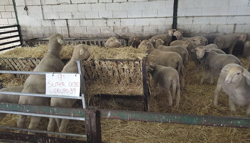 Foto de Los polifenoles de la aceituna reducen un 40% el metano producido por corderos