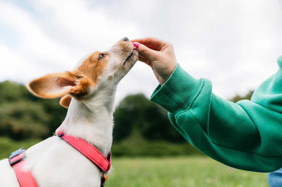 Las ventas de productos de alimentaci�n para animales de compa��a contin�an registrando una evoluci�n positiva en el mercado espa�ol gracias al...