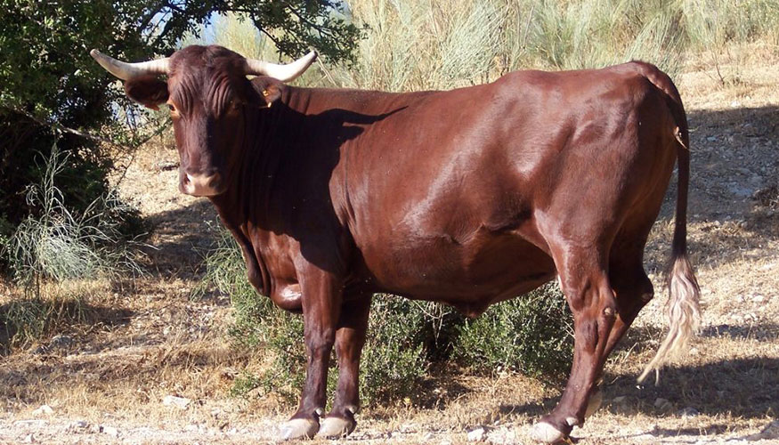Ejemplar de la raza Retinta