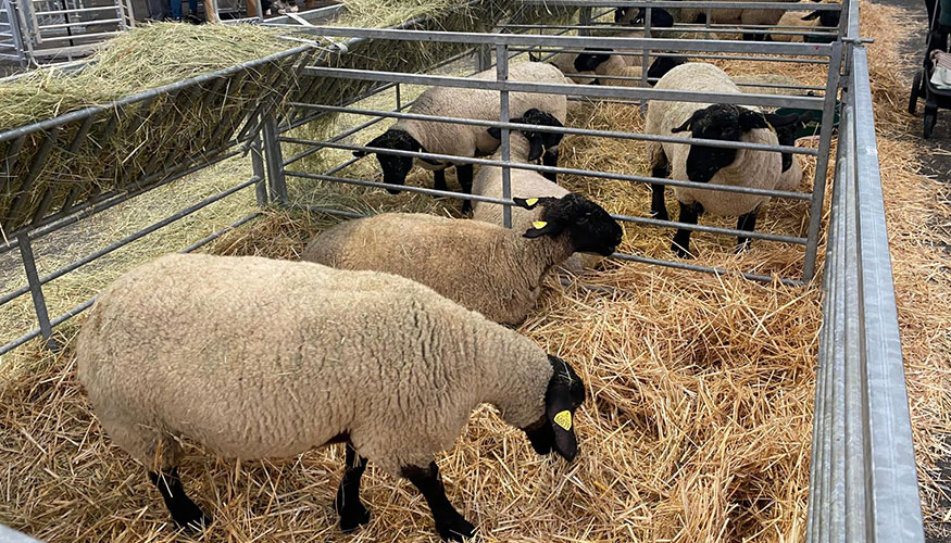 Ovejas de raza Suffolk