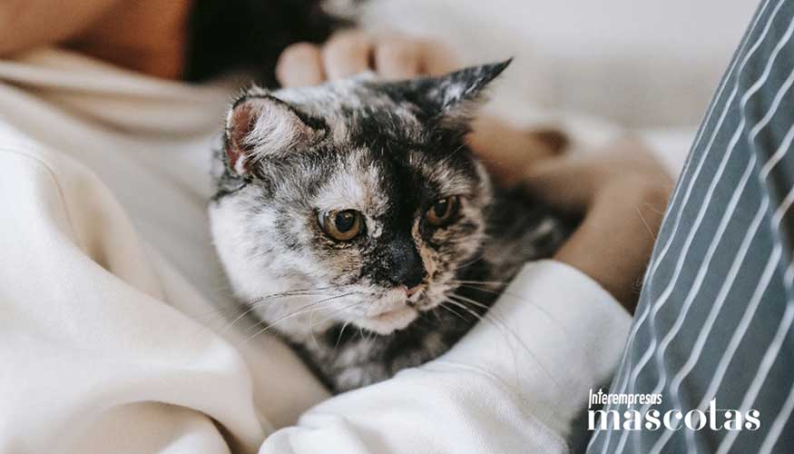 El 94% de los propietarios de gatos considera que el ronroneo tiene un efecto positivo sobre su bienestar emocional...