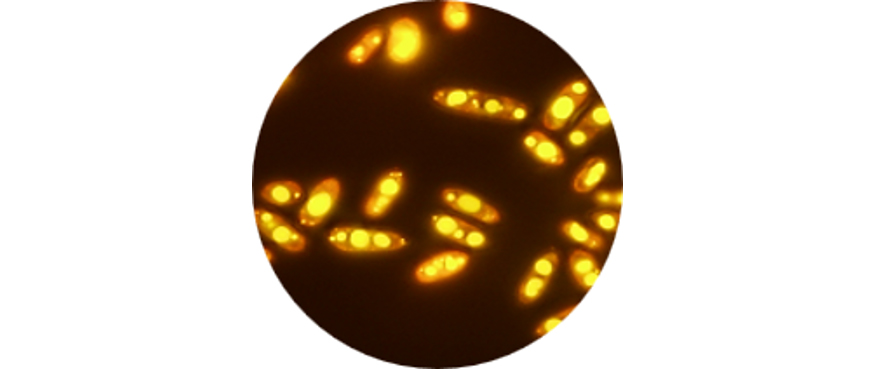 Visualiza��o por microscopia de fluoresc�ncia de c�lulas de Yarrowia lipolytica coradas com Nile Red...