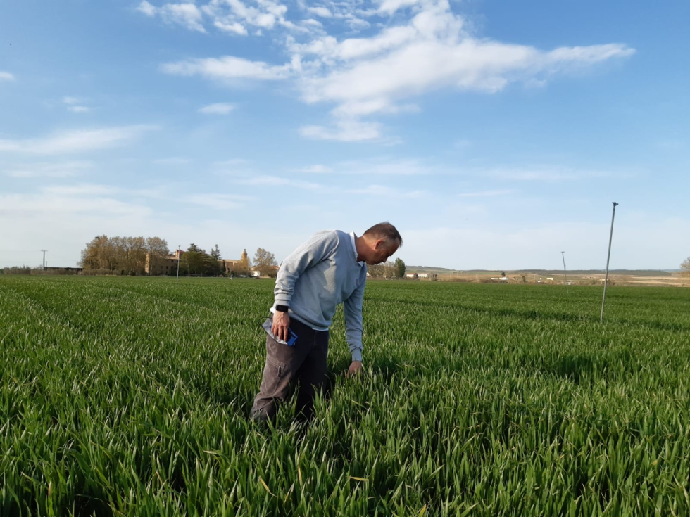 �En el campo es donde una variedad demuestra de verdad su valor�