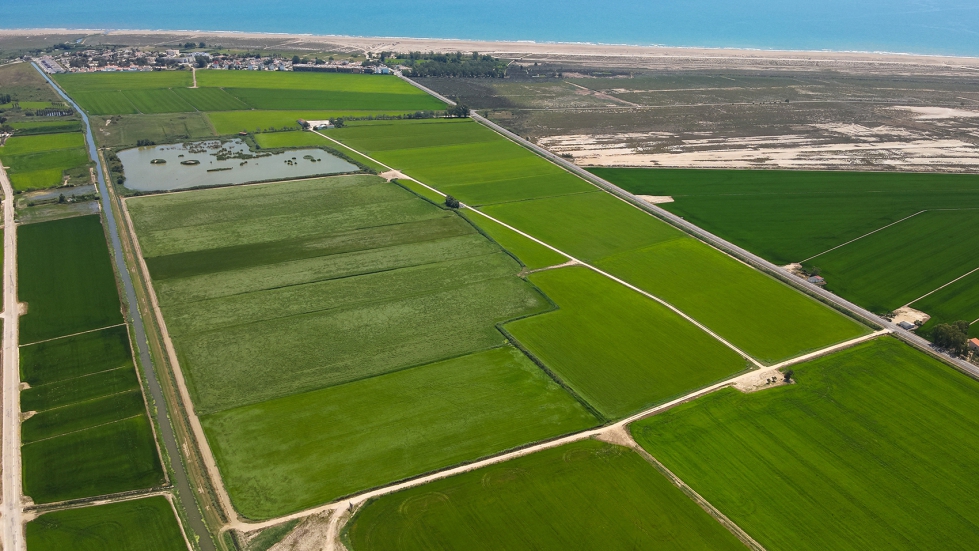 El proyecto ReMedi integra por primera vez el cultivo del arroz y los humedales como un sistema conectado...