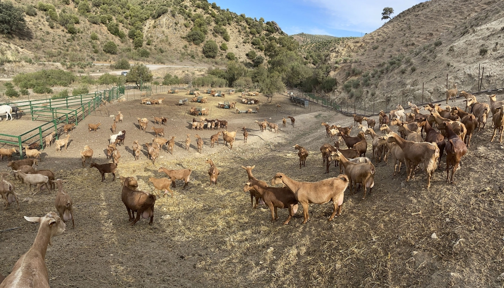Reba�o caprino en Andaluc�a