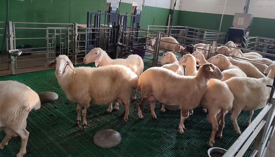 Ovejas de raza Assaf con las que se realiz� el experimento