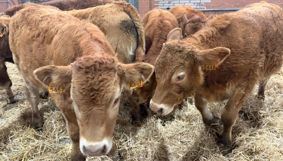 Ejemplares de la raza bovina Mantequera Leonesa