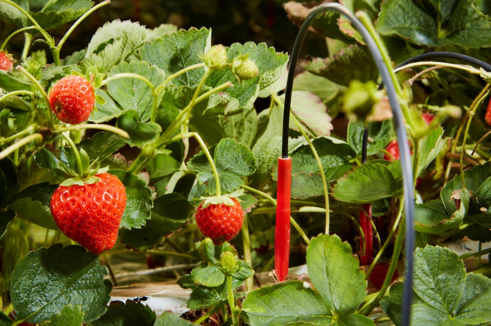 Una gesti�n precisa del agua y los nutrientes comienza antes de poner en marcha la instalaci�n