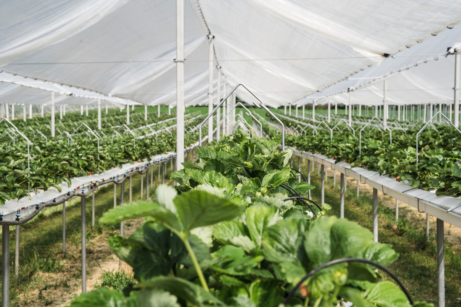 Imagen de un cultivo de invernadero sin suelo