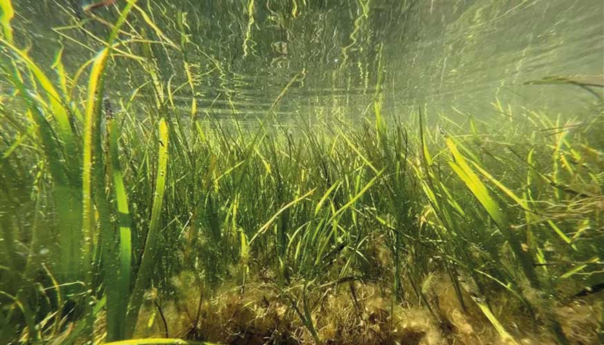 Las praderas marinas son responsables de enterrar en torno al 50% del carbono en sedimentos costeros