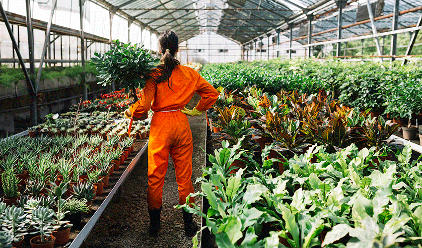 La exportaci�n espa�ola de flores y plantas vivas alcanz� los 520,4 millones de euros entre enero y julio de 2026...