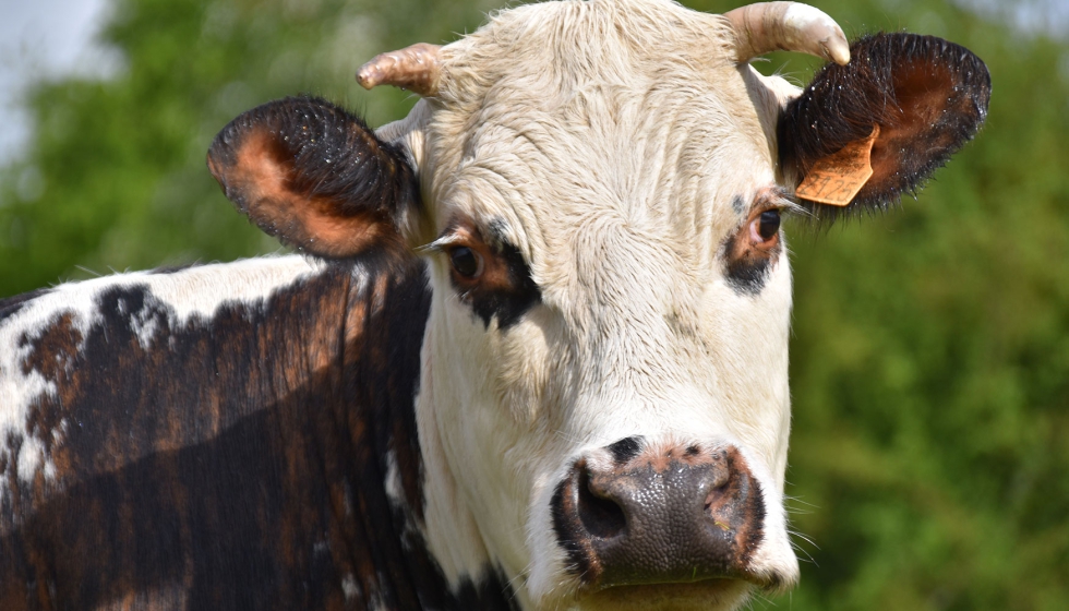Ejemplar de la especie bovina