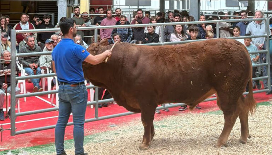 Un instante de la subasta en Colmenar Viejo
