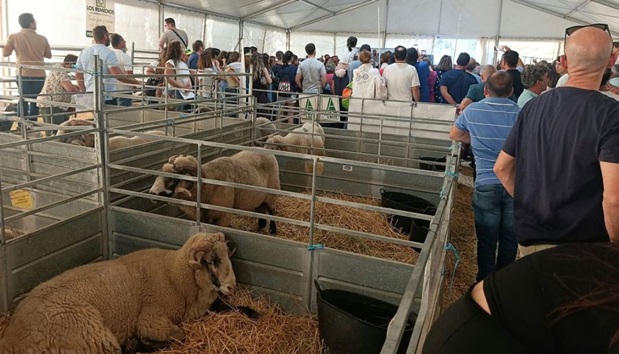 Exposici�n de ovejas de la raza Merina de Grazalema en la localidad gaditana de Benaocaz