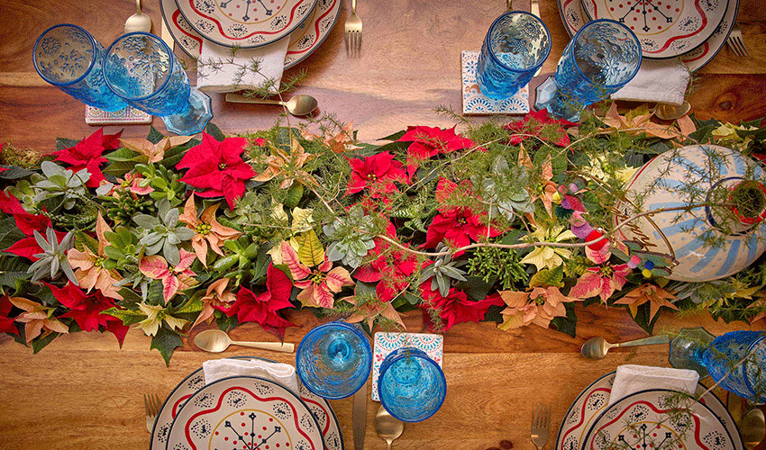 Las diferentes variedades de poinsettia, desde el rojo tradicional hasta los tonos crema y albaricoque...