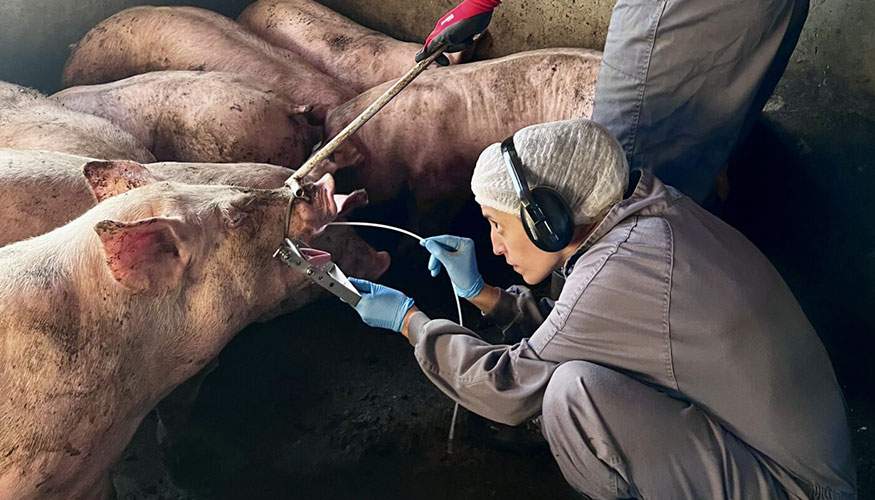 Recogida de muestras durante el seguimiento de 300 cerdos en una granja catalana...