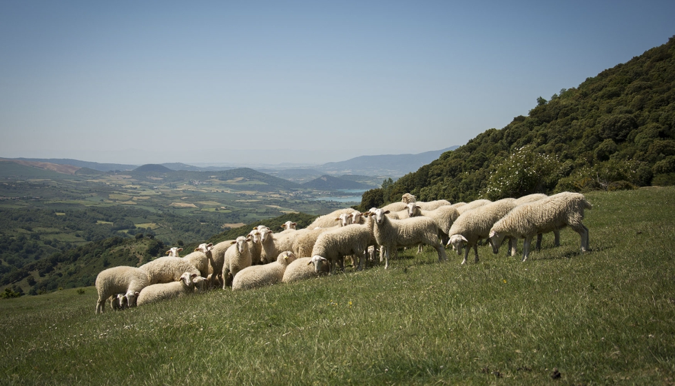 Reba�o de raza ovina navarra