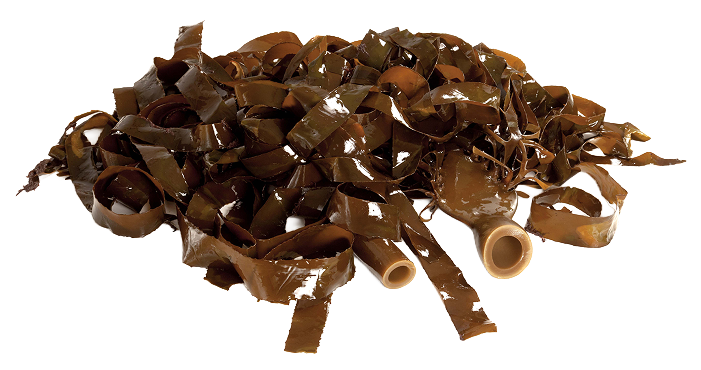 Afrikelp posee una concesi�n exclusiva para recolectar Ecklonia maxima