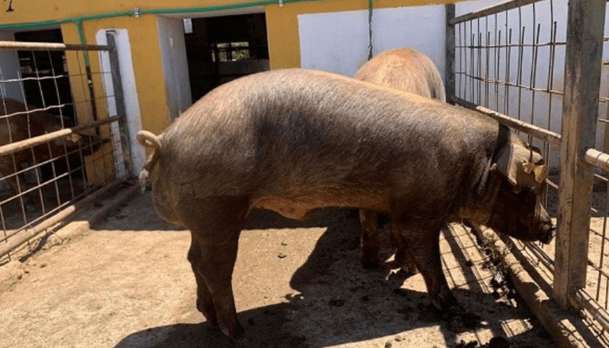 Ejemplar de raza Duroc