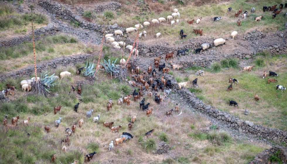 Reba�o de cabras de raza Palmera, junto con vacas