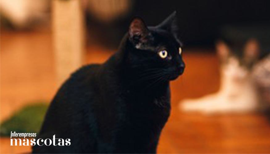 Tres de cada diez due�os de gatos afirman que uno de los mayores desaf�os sociales a los que se enfrentan son los prejuicios sobre su comportamiento...