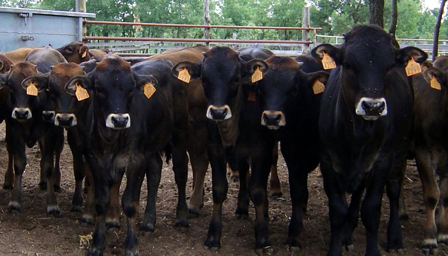Ejemplares de la raza bovina Serrana Negra