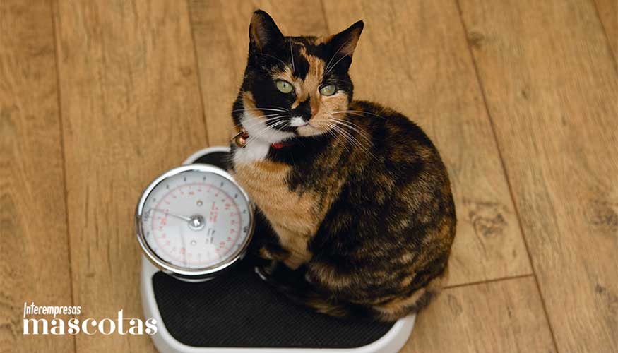 Los gatos son los animales de compa��a que m�s han crecido en Espa�a en los �ltimos cinco a�os