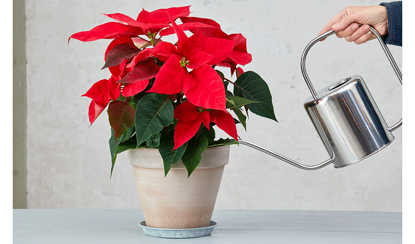 Evitar las corrientes de aire y el exceso de humedad ayuda a mantener las br�cteas de la poinsettia en buen estado durante m�s tiempo...